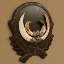 Wildschweinwaffen (Sus scrofa) Keilerwaffen max. 20 cm Note 1, Trophäe Keiler Gewaff Trophäenschild