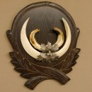 Wildschweinwaffen (Sus scrofa) Keilerwaffen max. 20 cm Note 1, Trophäe Keiler Gewaff Trophäenschild