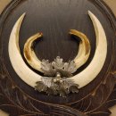 Wildschweinwaffen (Sus scrofa) Keilerwaffen max. 20 cm Note 1, Trophäe Keiler Gewaff Trophäenschild