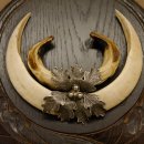 Wildschweinwaffen (Sus scrofa) Keilerwaffen max. 20 cm Note 1, Trophäe Keiler Gewaff Trophäenschild