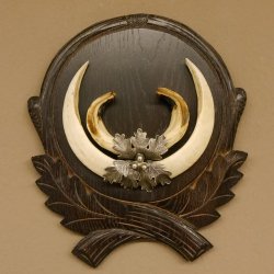 Wildschweinwaffen (Sus scrofa) Keilerwaffen max. 20 cm Note 1, Trophäe Keiler Gewaff Trophäenschild