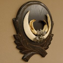 Wildschweinwaffen (Sus scrofa) Keilerwaffen max. 20 cm Note 1, Trophäe Keiler Gewaff Trophäenschild