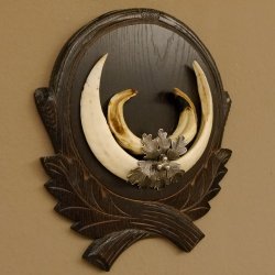 Wildschweinwaffen (Sus scrofa) Keilerwaffen max. 20 cm Note 1, Trophäe Keiler Gewaff Trophäenschild