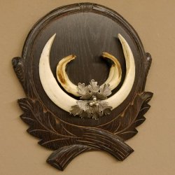 Wildschweinwaffen (Sus scrofa) Keilerwaffen max. 20 cm Note 1, Trophäe Keiler Gewaff Trophäenschild