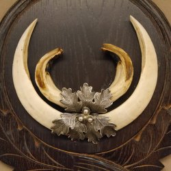 Wildschweinwaffen (Sus scrofa) Keilerwaffen max. 20 cm Note 1, Trophäe Keiler Gewaff Trophäenschild