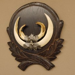 Wildschweinwaffen (Sus scrofa) Keilerwaffen max. 20 cm Note 1, Trophäe Keiler Gewaff Trophäenschild