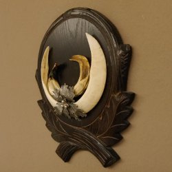 Wildschweinwaffen (Sus scrofa) Keilerwaffen max. 20 cm Note 1, Trophäe Keiler Gewaff Trophäenschild