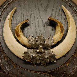 Wildschweinwaffen (Sus scrofa) Keilerwaffen max. 20 cm Note 1, Trophäe Keiler Gewaff Trophäenschild