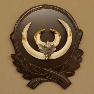 Wildschweinwaffen (Sus scrofa) Keilerwaffen max. 19,6 cm Note 2, Trophäe Keiler Gewaff Trophäenschild