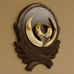 Wildschweinwaffen (Sus scrofa) Keilerwaffen max. 19,6 cm Note 2, Trophäe Keiler Gewaff Trophäenschild