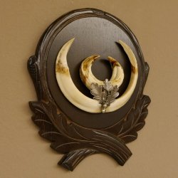 Wildschweinwaffen (Sus scrofa) Keilerwaffen max. 19,6 cm Note 2, Trophäe Keiler Gewaff Trophäenschild