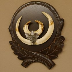 Wildschweinwaffen (Sus scrofa) Keilerwaffen max. 19,6 cm Note 2, Trophäe Keiler Gewaff Trophäenschild