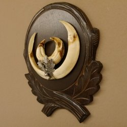 Wildschweinwaffen (Sus scrofa) Keilerwaffen max. 19,6 cm Note 2, Trophäe Keiler Gewaff Trophäenschild