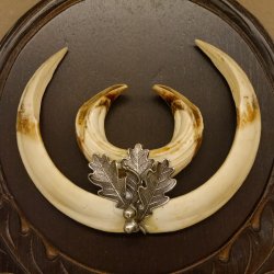 Wildschweinwaffen (Sus scrofa) Keilerwaffen max. 19,6 cm Note 2, Trophäe Keiler Gewaff Trophäenschild