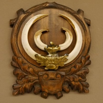 Wildschweinwaffen (Sus scrofa) Keilerwaffen max. 20,6 cm Trophäe Keiler Gewaff Trophäenschild