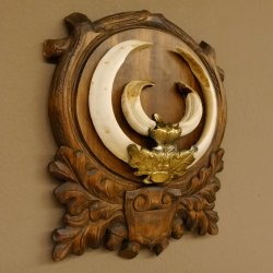 Wildschweinwaffen (Sus scrofa) Keilerwaffen max. 20,6 cm Trophäe Keiler Gewaff Trophäenschild