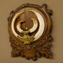 Wildschweinwaffen (Sus scrofa) Keilerwaffen max. 20,6 cm Trophäe Keiler Gewaff Trophäenschild