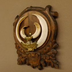 Wildschweinwaffen (Sus scrofa) Keilerwaffen max. 20,6 cm Trophäe Keiler Gewaff Trophäenschild