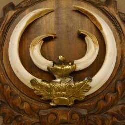 Wildschweinwaffen (Sus scrofa) Keilerwaffen max. 20,6 cm Trophäe Keiler Gewaff Trophäenschild