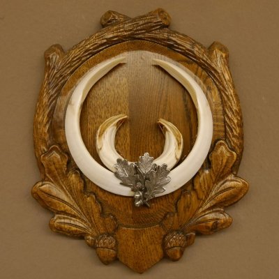 Wildschweinwaffen (Sus scrofa) Keilerwaffen max. 22 cm Note 1, Trophäe Keiler Gewaff Trophäenschild