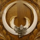 Wildschweinwaffen (Sus scrofa) Keilerwaffen max. 22 cm Note 1, Trophäe Keiler Gewaff Trophäenschild