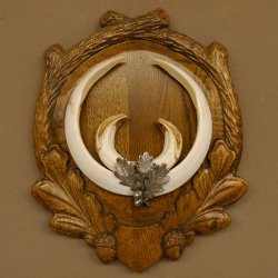 Wildschweinwaffen (Sus scrofa) Keilerwaffen max. 22 cm Note 1, Trophäe Keiler Gewaff Trophäenschild