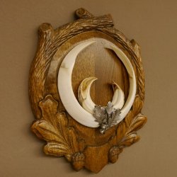 Wildschweinwaffen (Sus scrofa) Keilerwaffen max. 22 cm Note 1, Trophäe Keiler Gewaff Trophäenschild