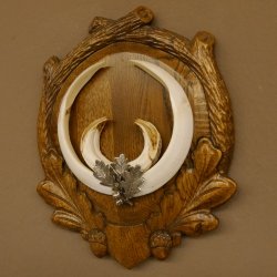 Wildschweinwaffen (Sus scrofa) Keilerwaffen max. 22 cm Note 1, Trophäe Keiler Gewaff Trophäenschild