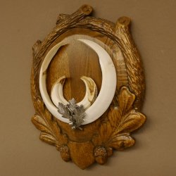 Wildschweinwaffen (Sus scrofa) Keilerwaffen max. 22 cm Note 1, Trophäe Keiler Gewaff Trophäenschild