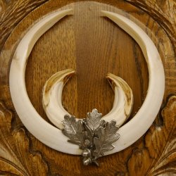 Wildschweinwaffen (Sus scrofa) Keilerwaffen max. 22 cm Note 1, Trophäe Keiler Gewaff Trophäenschild