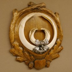 Wildschweinwaffen (Sus scrofa) Keilerwaffen max. 22,9 cm Note 1, Trophäe Keiler Gewaff Trophäenschild