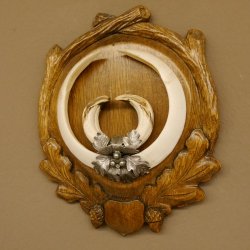 Wildschweinwaffen (Sus scrofa) Keilerwaffen max. 22,9 cm Note 1, Trophäe Keiler Gewaff Trophäenschild