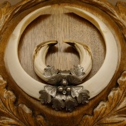 Wildschweinwaffen (Sus scrofa) Keilerwaffen max. 22,9 cm Note 1, Trophäe Keiler Gewaff Trophäenschild