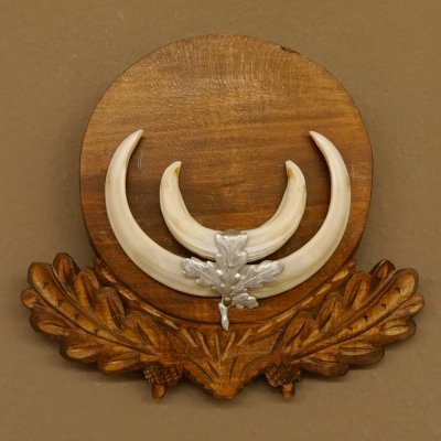 Wildschweinwaffen (Sus scrofa) Keilerwaffen max. 13,5 cm Trophäe Keiler Gewaff Trophäenschild