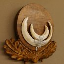 Wildschweinwaffen (Sus scrofa) Keilerwaffen max. 13,5 cm Trophäe Keiler Gewaff Trophäenschild