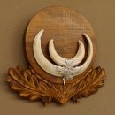 Wildschweinwaffen (Sus scrofa) Keilerwaffen max. 13,5 cm Trophäe Keiler Gewaff Trophäenschild