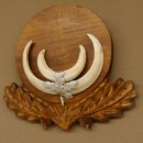 Wildschweinwaffen (Sus scrofa) Keilerwaffen max. 13,5 cm Trophäe Keiler Gewaff Trophäenschild