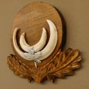 Wildschweinwaffen (Sus scrofa) Keilerwaffen max. 13,5 cm Trophäe Keiler Gewaff Trophäenschild