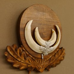 Wildschweinwaffen (Sus scrofa) Keilerwaffen max. 13,5 cm Trophäe Keiler Gewaff Trophäenschild