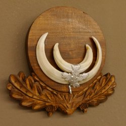 Wildschweinwaffen (Sus scrofa) Keilerwaffen max. 13,5 cm Trophäe Keiler Gewaff Trophäenschild