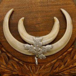 Wildschweinwaffen (Sus scrofa) Keilerwaffen max. 13,5 cm Trophäe Keiler Gewaff Trophäenschild