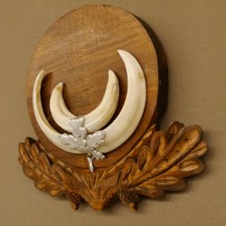 Wildschweinwaffen (Sus scrofa) Keilerwaffen max. 13,5 cm Trophäe Keiler Gewaff Trophäenschild