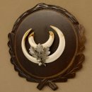 Wildschweinwaffen (Sus scrofa) Keilerwaffen max. 14 cm Trophäe Keiler Gewaff Trophäenschild