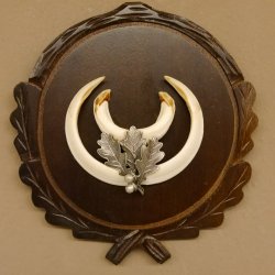 Wildschweinwaffen (Sus scrofa) Keilerwaffen max. 14 cm Trophäe Keiler Gewaff Trophäenschild