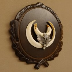 Wildschweinwaffen (Sus scrofa) Keilerwaffen max. 14 cm Trophäe Keiler Gewaff Trophäenschild