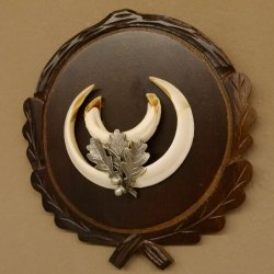 Wildschweinwaffen (Sus scrofa) Keilerwaffen max. 14 cm Trophäe Keiler Gewaff Trophäenschild