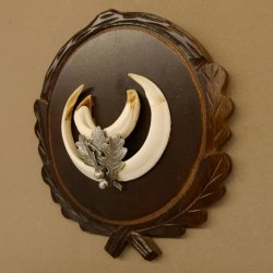 Wildschweinwaffen (Sus scrofa) Keilerwaffen max. 14 cm Trophäe Keiler Gewaff Trophäenschild