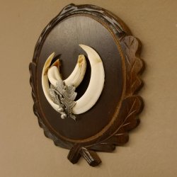 Wildschweinwaffen (Sus scrofa) Keilerwaffen max. 14 cm Trophäe Keiler Gewaff Trophäenschild