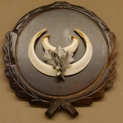 Wildschweinwaffen (Sus scrofa) Keilerwaffen max. 14 cm Trophäe Keiler Gewaff Trophäenschild