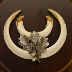 Wildschweinwaffen (Sus scrofa) Keilerwaffen max. 14 cm Trophäe Keiler Gewaff Trophäenschild